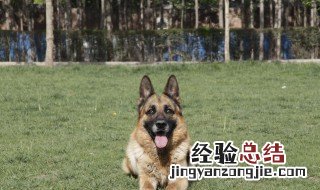 警犬赤龙在狗肉馆是第几集 电视剧简介内容