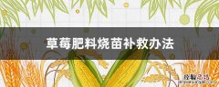 草莓施肥烧苗 草莓肥料烧苗补救办法