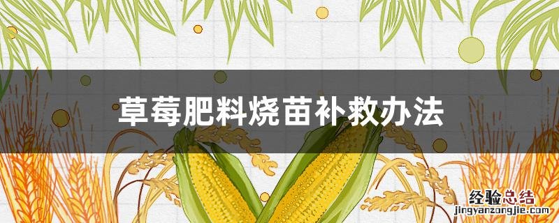 草莓施肥烧苗 草莓肥料烧苗补救办法