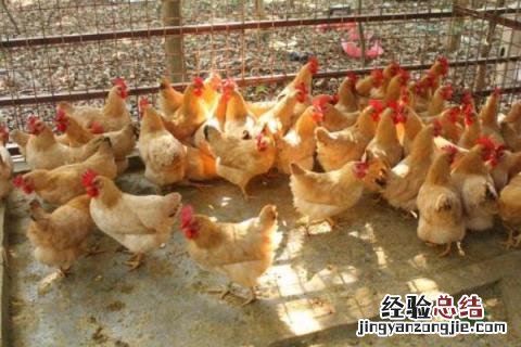 柴鸡养殖利润分析，前景如何 养殖柴鸡的利润与成本