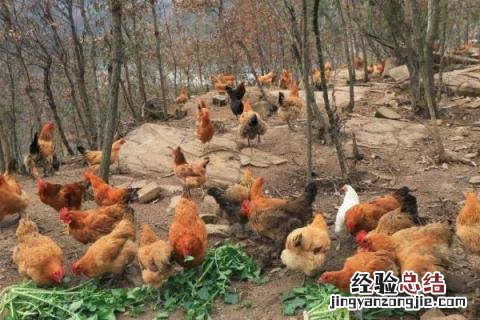 柴鸡养殖利润分析，前景如何 养殖柴鸡的利润与成本
