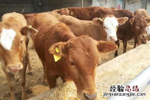 怎样养牛才能利润更大，以圈养或散养为主