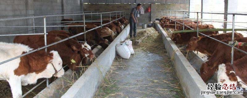 养牛场成本核算，不同品种成本不同 养牛场建设成本