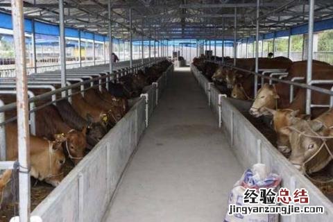 养牛场成本核算，不同品种成本不同 养牛场建设成本