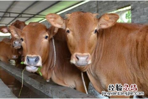 养牛场成本核算，不同品种成本不同 养牛场建设成本