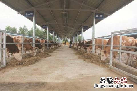养牛场成本核算，不同品种成本不同 养牛场建设成本