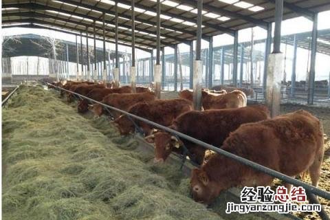 养牛场成本核算，不同品种成本不同 养牛场建设成本