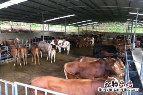 养牛场成本核算，不同品种成本不同 养牛场建设成本
