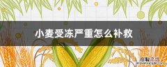 小麦冻伤怎么补救 小麦受冻严重怎么补救