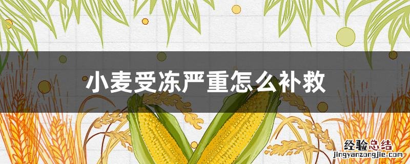小麦冻伤怎么补救 小麦受冻严重怎么补救