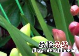 大花蕙兰的根腐烂了怎么办 大花蕙兰烂根怎么办