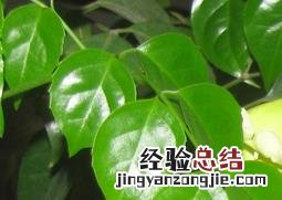 幸福树如何养成老桩 幸福树如何养
