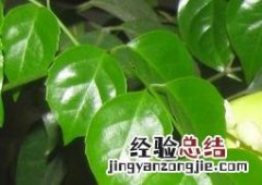 幸福树如何养成老桩 幸福树如何养