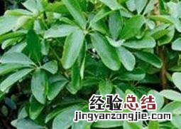 摇钱树如何养 摇钱树如何养殖更绿