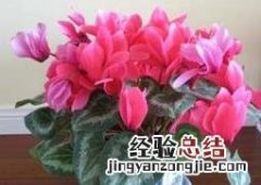 仙客来叶子发黄的原因有哪些 仙客来的叶子发黄是怎么回事