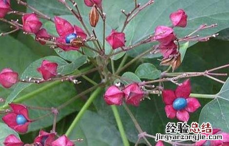 臭梧桐的功效与作用根 臭梧桐的功效与作用