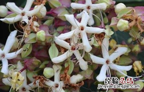 臭梧桐的功效与作用根 臭梧桐的功效与作用