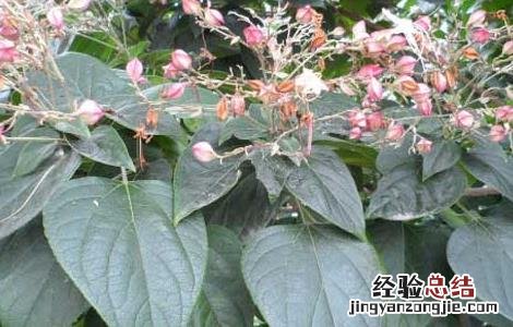 臭梧桐的功效与作用根 臭梧桐的功效与作用