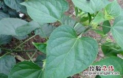 臭梧桐的功效与作用根 臭梧桐的功效与作用