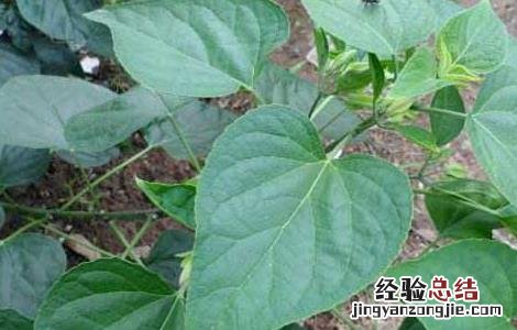 臭梧桐的功效与作用根 臭梧桐的功效与作用
