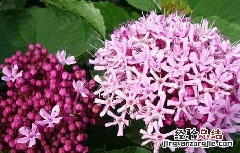 臭牡丹的功效与作用 臭牡丹花的功效与作用