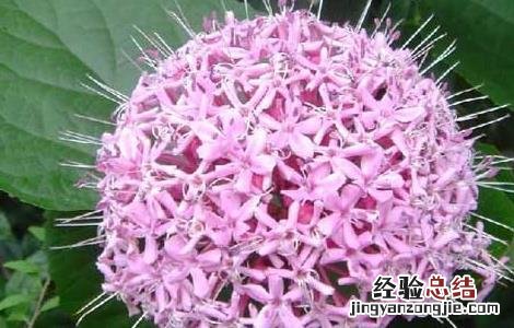 臭牡丹的功效与作用 臭牡丹花的功效与作用