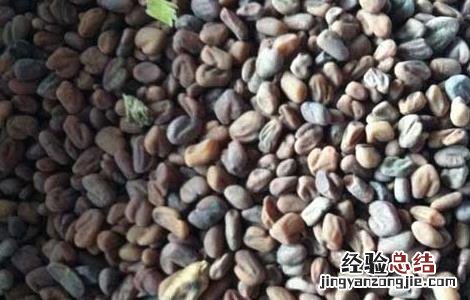 茺蔚子的功效与作用及禁忌 茺蔚子的功效与作用