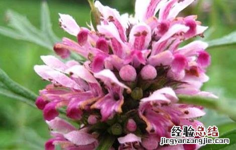 茺蔚子的功效与作用及禁忌 茺蔚子的功效与作用