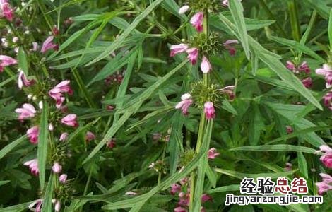 茺蔚子的功效与作用及禁忌 茺蔚子的功效与作用