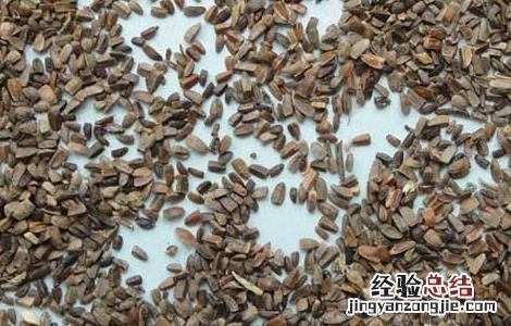 茺蔚子的功效与作用及禁忌 茺蔚子的功效与作用