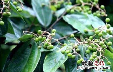 布渣叶的功效与作用的功能与主治与用量 布渣叶的功效与作用