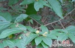 布渣叶的功效与作用的功能与主治与用量 布渣叶的功效与作用
