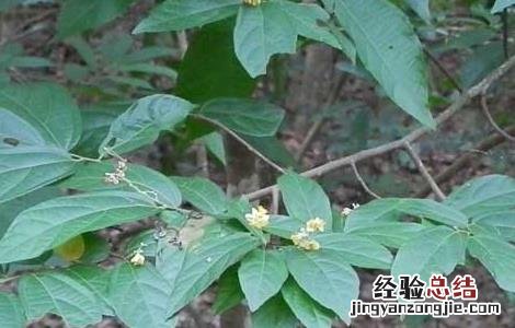 布渣叶的功效与作用的功能与主治与用量 布渣叶的功效与作用
