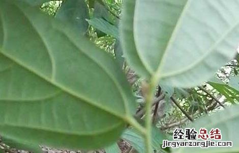 布渣叶的功效与作用的功能与主治与用量 布渣叶的功效与作用