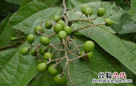 布渣叶的功效与作用的功能与主治与用量 布渣叶的功效与作用