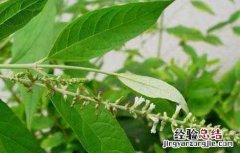 驳骨丹的功效与作用是什么 驳骨丹的功效与作用
