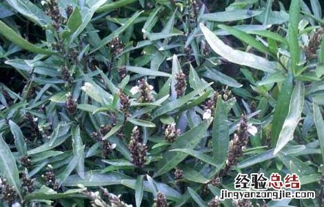 驳骨丹的功效与作用是什么 驳骨丹的功效与作用