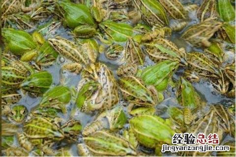 青蛙养殖成本，以及利润分析 青蛙养殖成本,以及利润分析报告