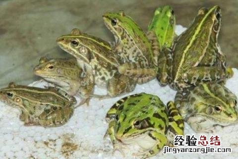 青蛙养殖成本，以及利润分析 青蛙养殖成本,以及利润分析报告