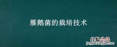 雁鹅菌种植 雁鹅菌的栽培技术