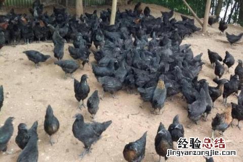 养殖绿壳蛋鸡前景怎么样，有哪些养殖优势