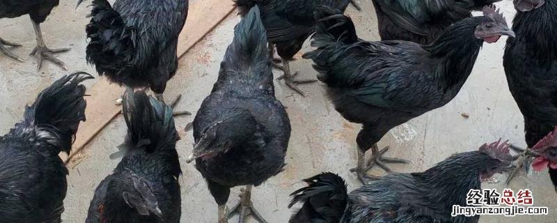 养殖绿壳蛋鸡前景怎么样，有哪些养殖优势