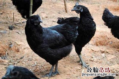 养殖绿壳蛋鸡前景怎么样，有哪些养殖优势