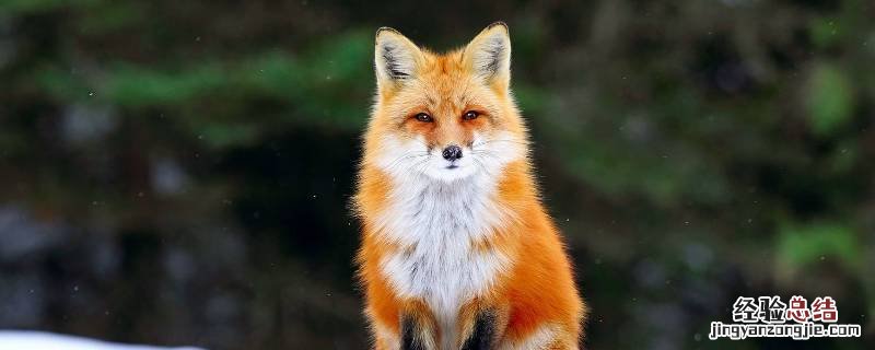 狐狸是什么 狐狸是什么科