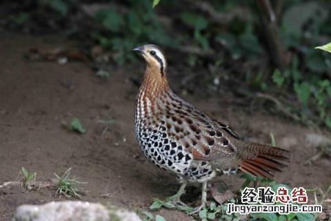 农村养什么投资小利润高,需根据实际情况来选择