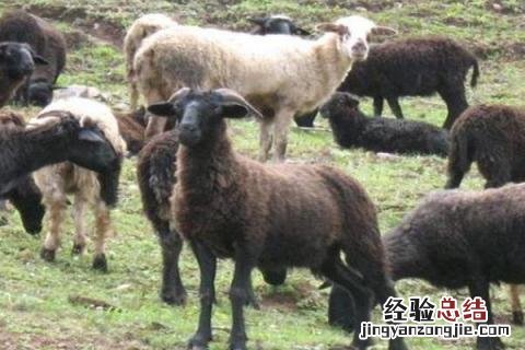农村养什么投资小利润高,需根据实际情况来选择