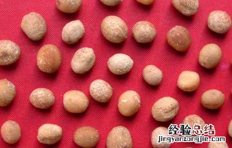 白芥子的功效与作用 白芥子的功效与作用,白芥子的副作用