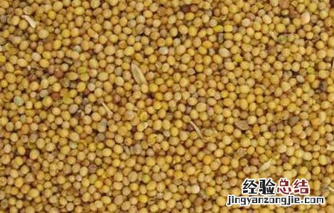 白芥子的功效与作用 白芥子的功效与作用,白芥子的副作用