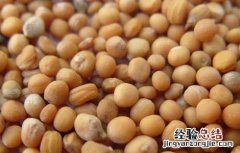 白芥子的功效与作用 白芥子的功效与作用,白芥子的副作用
