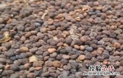 白花菜子的功效与作用白芥子的功效与作用 白花菜子的功效与作用